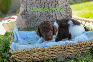 Zdjęcie №2 do zapowiedźy № 158388 na sprzedaż  pudel (royal) - wkupić się Dania prywatne ogłoszenie