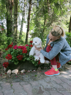 Dodatkowe zdjęcia: Szczeniaki Bichon Frise