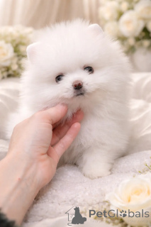 Zdjęcie №2 do zapowiedźy № 166527 na sprzedaż  pies nierasowy - wkupić się Ukraina od żłobka, hodowca