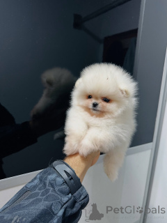 Zdjęcie №1. szpic miniaturowy - na sprzedaż w Wolfsburg | negocjowane | Zapowiedź №159131