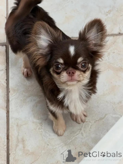 Zdjęcie №1. chihuahua (rasa psów) - na sprzedaż w Helsinki | 2583zł | Zapowiedź №149235