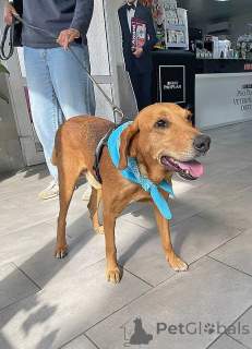 Zdjęcie №3. Miły, łagodny piesek Ryzhulik, mieszanka Ogara Rosyjskiego w prezencie. Federacja Rosyjska