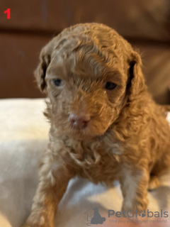 Zdjęcie №4. Sprzedam maltipu w Bielefeld.  - cena - 8610zł