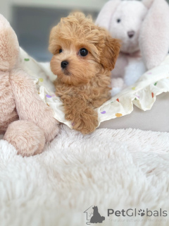 Zdjęcie №1. maltipu - na sprzedaż w Berlin | negocjowane | Zapowiedź №163590