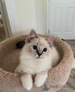 Zdjęcie №2 do zapowiedźy № 159052 na sprzedaż  ragdoll - wkupić się Niemcy ze schronu, hodowca