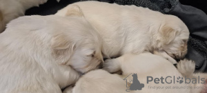 Zdjęcie №1. golden retriever - na sprzedaż w Los Angeles | 2773zł | Zapowiedź №108832