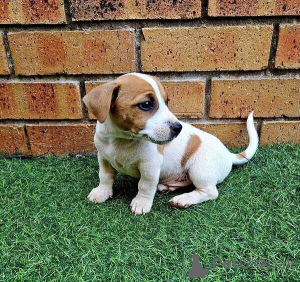 Zdjęcie №1. jack russell terrier - na sprzedaż w Barsbüttel | negocjowane | Zapowiedź №169308