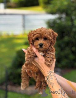 Zdjęcie №1. pudel (zabawka) - na sprzedaż w 665 miejsce Colonia | negocjowane | Zapowiedź №154284