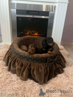 Zdjęcie №2 do zapowiedźy № 165686 na sprzedaż  jamnik - wkupić się Serbia 