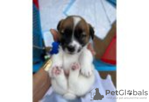 Zdjęcie №1. jack russell terrier - na sprzedaż w Berlin | Bezpłatny | Zapowiedź №126944