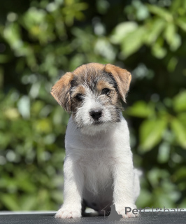 Zdjęcie №1. jack russell terrier - na sprzedaż w Borisov | 2578zł | Zapowiedź №145202
