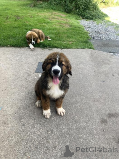 Zdjęcie №3. Zarejestrowano szczenięta Border Collie Kc. Francja