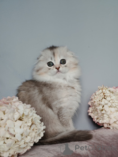 Zdjęcie №3. Catherine. Federacja Rosyjska