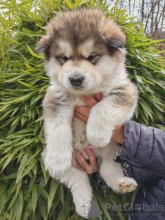 Zdjęcie №2 do zapowiedźy № 88443 na sprzedaż  alaskan malamute - wkupić się Słowenia prywatne ogłoszenie