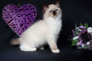 Zdjęcie №3. Ragdoll kocięta. Białoruś