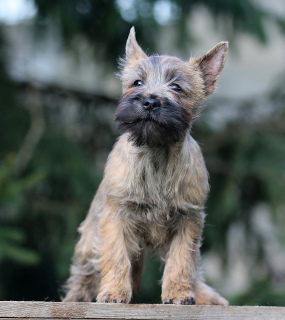 Zdjęcie №3. Dziewczyny Cairn Terrier. Federacja Rosyjska