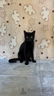 Zdjęcie №4. Sprzedam  w Mińsk.  - cena - Bezpłatny