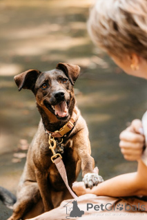 Zdjęcie №1. pies nierasowy - na sprzedaż w Rzeka Moskwa | Bezpłatny | Zapowiedź №150156