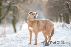 Zdjęcie №1. pies nierasowy - na sprzedaż w Москва | Bezpłatny | Zapowiedź №29925
