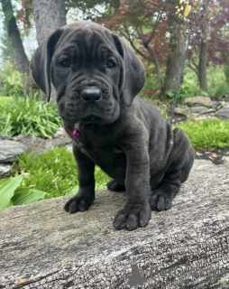 Zdjęcie №1. cane corso - na sprzedaż w Alavus | 3109zł | Zapowiedź №169097