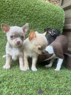 Zdjęcie №3. Lojalny piesek Uroczy szczeniak Chihuahua. Niemcy
