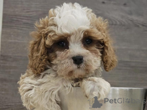 Zdjęcie №1. pies nierasowy - na sprzedaż w Leipzig | 2392zł | Zapowiedź №135428