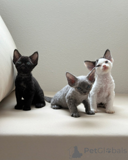 Zdjęcie №1. devon rex - na sprzedaż w ALSDORF | negocjowane | Zapowiedź № 158813
