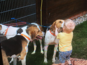 Dodatkowe zdjęcia: Szczenięta ogara rosyjskiego. Mamy półtora miesiąca.