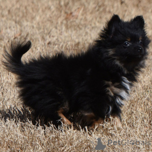 Zdjęcie №1. szpic miniaturowy - na sprzedaż w Berlin | 2153zł | Zapowiedź №136005