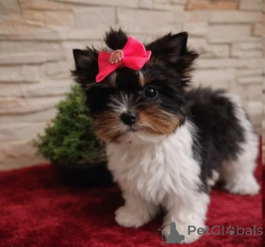 Zdjęcie №2 do zapowiedźy № 166494 na sprzedaż  pies nierasowy - wkupić się Niemcy prywatne ogłoszenie