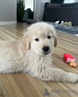 Zdjęcie №2 do zapowiedźy № 142828 na sprzedaż  golden retriever - wkupić się Niemcy hodowca