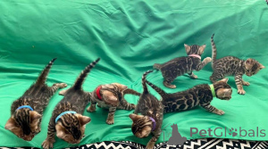 Zdjęcie №1. kot bengalski - na sprzedaż w Malmo | 3588zł | Zapowiedź № 153259