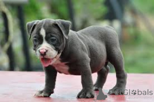 Zdjęcie №4. Sprzedam american bully w Nottingham.  - cena - negocjowane