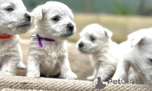 Zdjęcie №1. west highland white terrier - na sprzedaż w Mediolan | Bezpłatny | Zapowiedź №110967