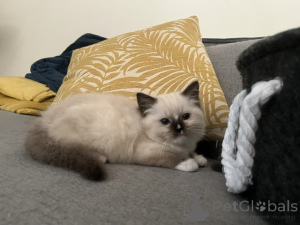 Zdjęcie №2 do zapowiedźy № 172456 na sprzedaż  ragdoll - wkupić się Belgia 