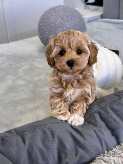 Zdjęcie №2 do zapowiedźy № 143523 na sprzedaż   - wkupić się USA hodowca