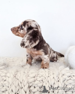 Zdjęcie №3. Urocze szczenięta jaskiniowe dostępne w sprzedaży. USA