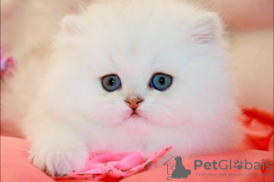 Zdjęcie №4. Sprzedam kot brytyjski długowłosy w Штутгарт. prywatne ogłoszenie, hodowca - cena - negocjowane