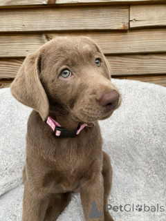 Zdjęcie №1. labrador retriever - na sprzedaż w Montpellier | negocjowane | Zapowiedź №165309