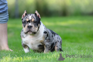 Zdjęcie №1.  - na sprzedaż w Lipsk | 4779zł | Zapowiedź №147452