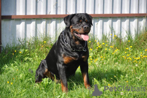 Zdjęcie №4. Sprzedam rottweiler w Mińsk. od żłobka - cena - 1981zł
