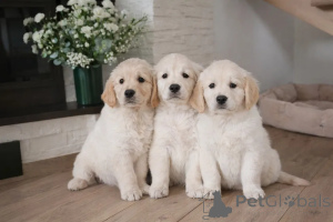 Zdjęcie №1. golden retriever - na sprzedaż w Espoo | negocjowane | Zapowiedź №173988