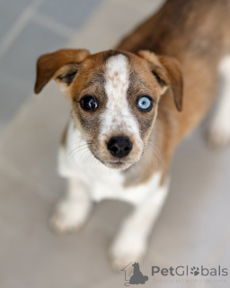 Zdjęcie №1. pies nierasowy - na sprzedaż w Rzeka Moskwa | Bezpłatny | Zapowiedź №161492