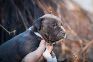 Dodatkowe zdjęcia: Szczenięta rasy American Staffordshire Terrier
