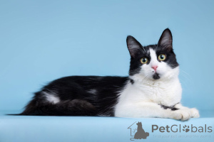 Zdjęcie №1.  - na sprzedaż w Rzeka Moskwa | Bezpłatny | Zapowiedź № 162710