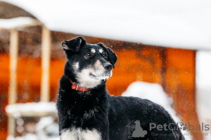 Zdjęcie №2 do zapowiedźy № 23651 na sprzedaż  pies nierasowy - wkupić się Federacja Rosyjska prywatne ogłoszenie