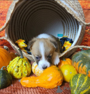 Zdjęcie №4. Sprzedam welsh corgi w Benapole. hodowca - cena - negocjowane