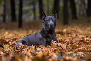 Zdjęcie №1. thai ridgeback - na sprzedaż w Saint-Denis | 2317zł | Zapowiedź №159192