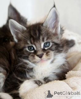 Zdjęcie №2 do zapowiedźy № 160775 na sprzedaż  maine coon - wkupić się Holandia prywatne ogłoszenie, hodowca