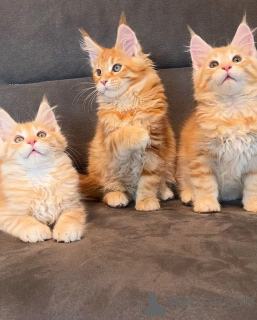 Zdjęcie №1. maine coon - na sprzedaż w Barcelona | negocjowane | Zapowiedź № 174680